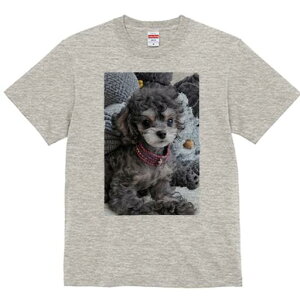 gCv[h TVc Y LbY t@  t  vg JWA 킢 lԗp h ̃fUC ʔ ʂ gCv[h