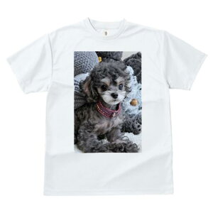 トイプードル Tシャツ レディース 犬ファン 半袖 春夏 犬柄 プリント カジュアル かわいい 人間用 個性派 ここだけのデザイン 面白 ぬいぐるみ トイプードル