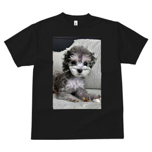 gCv[h TVc fB[X t@  t  vg JWA 킢 lԗp h ̃fUC ʔ ʂ gCv[h