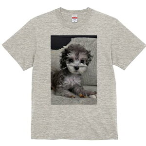 gCv[h TVc Y LbY t@  t  vg JWA 킢 lԗp h ̃fUC ʔ ʂ gCv[h