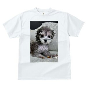 トイプードル Tシャツ メンズ キッズ 犬ファン 半袖 春夏 犬柄 プリント カジュアル かわいい 人間用 個性派 ここだけのデザイン 面白 ぬいぐるみ トイプードル