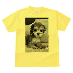 gCv[h TVc Y LbY t@  t  vg JWA 킢 lԗp h ̃fUC ʔ ʂ gCv[h