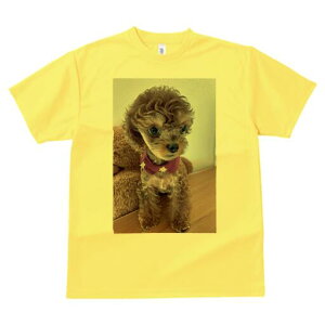 gCv[h TVc Y LbY t@  t  vg JWA 킢 lԗp h ̃fUC ʔ ʂ gCv[h XJ[t