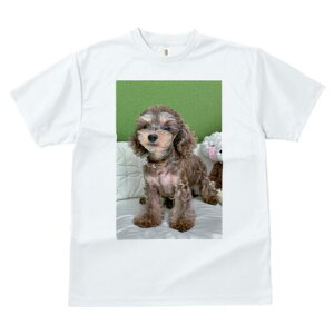 トイプードル Tシャツ レディース 犬ファン 半袖 春夏 犬柄 プリント カジュアル かわいい 人間用 個性派 ここだけのデザイン 面白 ぬいぐるみ トイプードル クッション