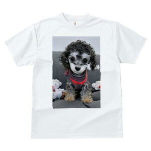 v[h TVc fB[X t@  t  vg JWA 킢 lԗp h ̃fUC ʔ Z[^[ v[h ʂ