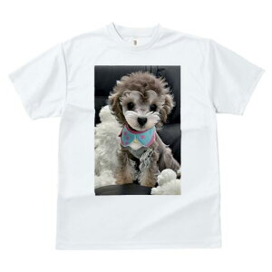 gCv[h TVc fB[X t@  t  vg JWA 킢 lԗp h ̃fUC ʔ ʂ gCv[h 悾ꂩ