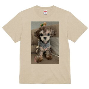 gCv[h TVc Y LbY t@  t  vg JWA 킢 lԗp h ̃fUC ʔ ʂ gCv[h XJ[t