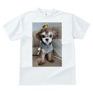 gCv[h TVc fB[X t@  t  vg JWA 킢 lԗp h ̃fUC ʔ ʂ gCv[h XJ[t