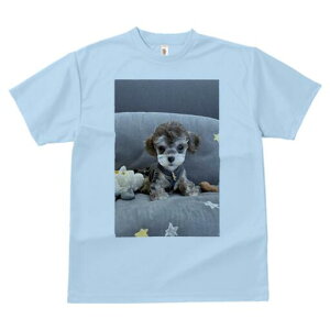 }`[Y,gCv[h TVc Y LbY t@  t  vg JWA 킢 lԗp h ̃fUC ʔ ʂ }`[Y,gCv[h 