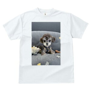 }`[Y,gCv[h TVc fB[X t@  t  vg JWA 킢 lԗp h ̃fUC ʔ ʂ }`[Y,gCv[h 