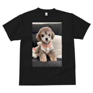 gCv[h TVc fB[X t@  t  vg JWA 킢 lԗp h ̃fUC ʔ ʂ gCv[h 