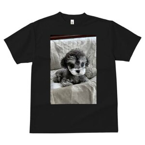 トイプードル Tシャツ レディース 犬ファン 半袖 春夏 犬柄 プリント カジュアル かわいい 人間用 個性派 ここだけのデザイン 面白 ぬいぐるみ トイプードル かわいい キュート ペット