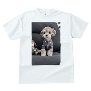 トイプードル Tシャツ レディース 犬ファン 半袖 春夏 犬柄 プリント カジュアル かわいい 人間用 個性派 ここだけのデザイン 面白 ぬいぐるみ トイプードル 服