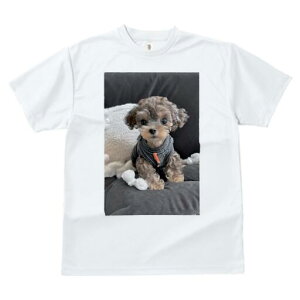 トイプードル Tシャツ メンズ キッズ 犬ファン 半袖 春夏 犬柄 プリント カジュアル かわいい 人間用 個性派 ここだけのデザイン 面白 ぬいぐるみ トイプードル 服
