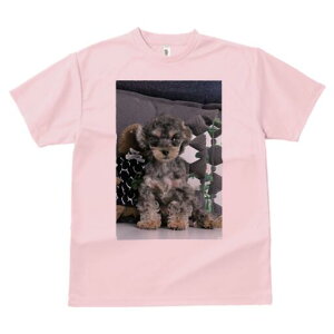 gCv[h TVc Y LbY t@  t  vg JWA 킢 lԗp h ̃fUC ʔ ʂ gCv[h