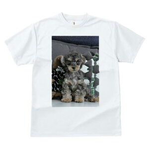 gCv[h TVc fB[X t@  t  vg JWA 킢 lԗp h ̃fUC ʔ ʂ gCv[h