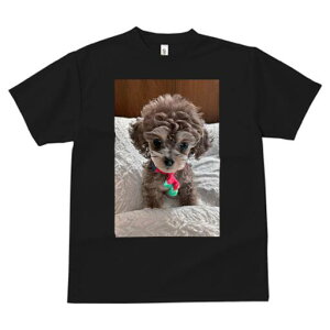 トイプードル Tシャツ レディース 犬ファン 半袖 春夏 犬柄 プリント カジュアル かわいい 人間用 個性派 ここだけのデザイン 面白 ぬいぐるみ トイプードル ベッド