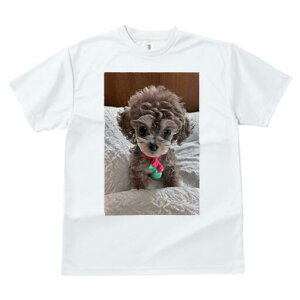 gCv[h TVc fB[X t@  t  vg JWA 킢 lԗp h ̃fUC ʔ ʂ gCv[h xbh