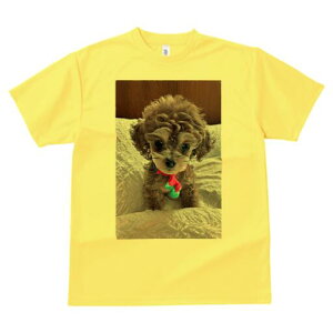 gCv[h TVc Y LbY t@  t  vg JWA 킢 lԗp h ̃fUC ʔ ʂ gCv[h xbh