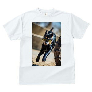 ~j`AsV[ TVc fB[X t@  t  vg JWA 킢 lԗp h ̃fUC ʔ TOX ~j`AsV[