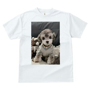 トイプードル Tシャツ レディース 犬ファン 半袖 春夏 犬柄 プリント カジュアル かわいい 人間用 個性派 ここだけのデザイン 面白 ぬいぐるみ トイプードル セーター