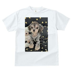 gCv[h TVc fB[X t@  t  vg JWA 킢 lԗp h ̃fUC ʔ  gCv[h  ʂ