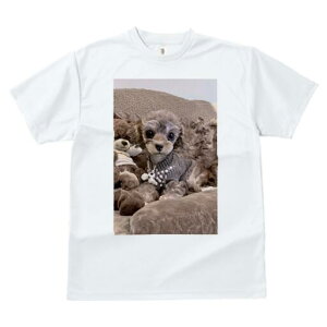 gCv[h TVc fB[X t@  t  vg JWA 킢 lԗp h ̃fUC ʔ ʂ gCv[h Z[^[ NbV