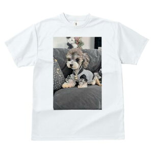 [NV[eA TVc fB[X t@  t  vg JWA 킢 lԗp h ̃fUC ʔ ʂ [NV[eA Z[^[