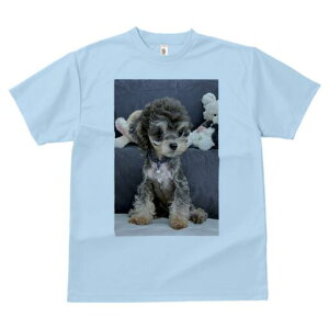 gCv[h TVc Y LbY t@  t  vg JWA 킢 lԗp h ̃fUC ʔ ʂ gCv[h