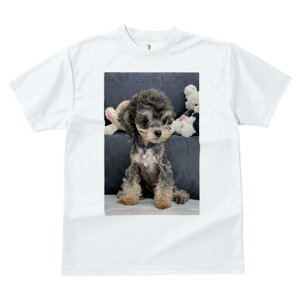 gCv[h TVc fB[X t@  t  vg JWA 킢 lԗp h ̃fUC ʔ ʂ gCv[h