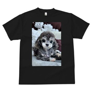 gCv[h TVc fB[X t@  t  vg JWA 킢 lԗp h ̃fUC ʔ ʂ gCv[h NbV