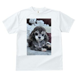 gCv[h TVc fB[X t@  t  vg JWA 킢 lԗp h ̃fUC ʔ ʂ gCv[h NbV