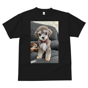 gCv[h TVc fB[X t@  t  vg JWA 킢 lԗp h ̃fUC ʔ ʂ gCv[h 