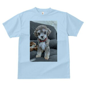 gCv[h TVc Y LbY t@  t  vg JWA 킢 lԗp h ̃fUC ʔ ʂ gCv[h 