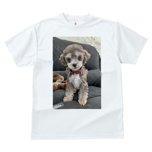 gCv[h TVc fB[X t@  t  vg JWA 킢 lԗp h ̃fUC ʔ ʂ gCv[h 