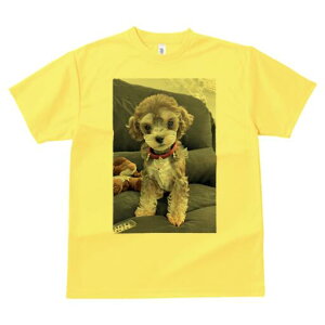 gCv[h TVc Y LbY t@  t  vg JWA 킢 lԗp h ̃fUC ʔ ʂ gCv[h 