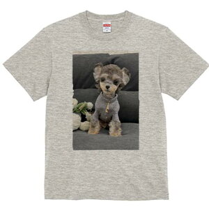 [NV[eA TVc Y LbY t@  t  vg JWA 킢 lԗp h ̃fUC ʔ ʂ [NV[eA 