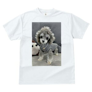 gCv[h TVc fB[X t@  t  vg JWA 킢 lԗp h ̃fUC ʔ ʂ gCv[h 