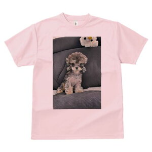 トイプードル Tシャツ メンズ キッズ 犬ファン 半袖 春夏 犬柄 プリント カジュアル かわいい 人間用 個性派 ここだけのデザイン 面白 ぬいぐるみ トイプードル