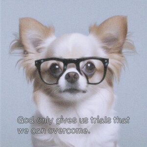 Kl ` NbVJo[ 45×45cm Aj}   NbV{̕t ` t@