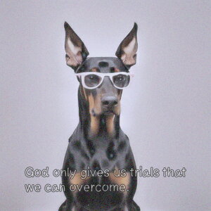 Kl h[x} NbVJo[ 45×45cm Aj}   NbV{̕t ` t@