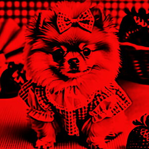 ���{�� �|�����j�A�� �� �N�b�V�����J�o�[ 45×45cm �A�j�}���� ������� ���� �N�b�V�����{�̕t�� �����` ���t�@��