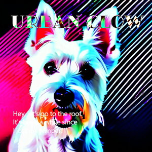 T�V���c �E�G�X�g�n�C�����h�z���C�g�e���A �t�@�b�V���� �J�W���A�� �X�g���[�g�E�F�A �N�b�V�����J�o�[ 45×45cm �A�j�}���� ������� ���� �N�b�V�����{�̕t�� �����` ���t�@��