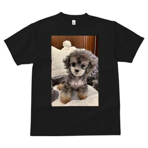 gCv[h TVc fB[X t@  t  vg JWA 킢 lԗp h ̃fUC ʔ ʂ gCv[h NbV