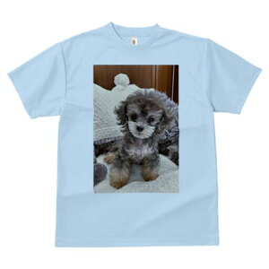 gCv[h TVc Y LbY t@  t  vg JWA 킢 lԗp h ̃fUC ʔ ʂ gCv[h NbV