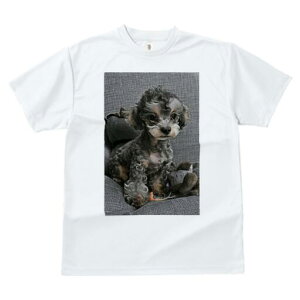 gCv[h TVc Y LbY t@  t  vg JWA 킢 lԗp h ̃fUC ʔ ʂ gCv[h