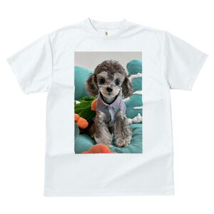 gCv[h TVc fB[X t@  t  vg JWA 킢 lԗp h ̃fUC ʔ ʂ gCv[h