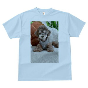 gCv[h TVc Y LbY t@  t  vg JWA 킢 lԗp h ̃fUC ʔ ʂ gCv[h A