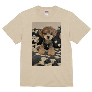 gCv[h TVc Y LbY t@  t  vg JWA 킢 lԗp h ̃fUC ʔ ʂ gCv[h 