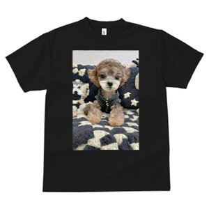 gCv[h TVc fB[X t@  t  vg JWA 킢 lԗp h ̃fUC ʔ ʂ gCv[h 